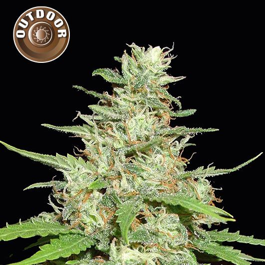 Dope Breeders - KERA SEEDS Hurricane Outdoor Image