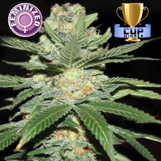 Dope Breeders - KERA SEEDS Jack Herer Image