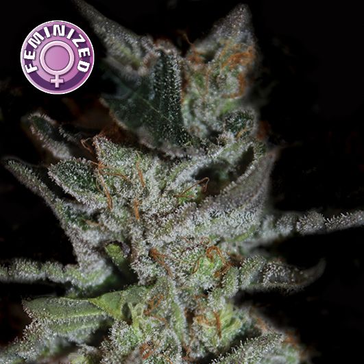 Dope Breeders - KERA SEEDS LA Widow Image