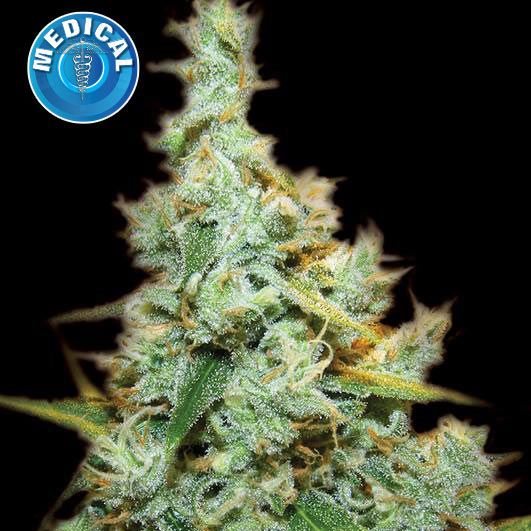 Dope Breeders - KERA SEEDS Medical AMG Haze Image