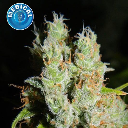 Dope Breeders - KERA SEEDS Medical Buddha Image