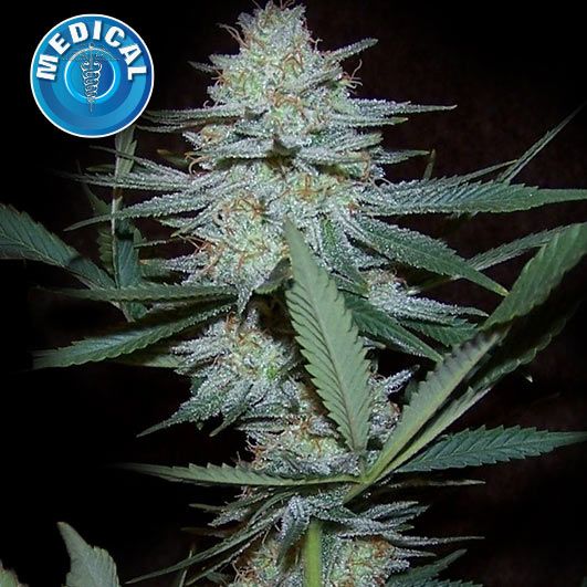 Dope Breeders - KERA SEEDS Medical Cheese Image