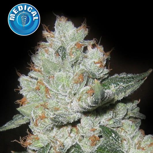 Dope Breeders - KERA SEEDS Medical OG Kush Image