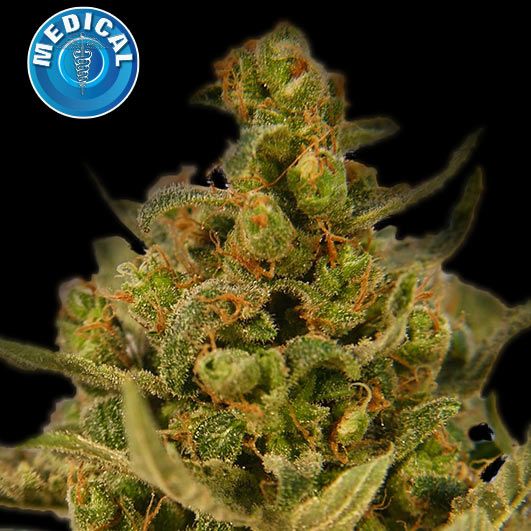 Dope Breeders - KERA SEEDS Medical Skunk Image