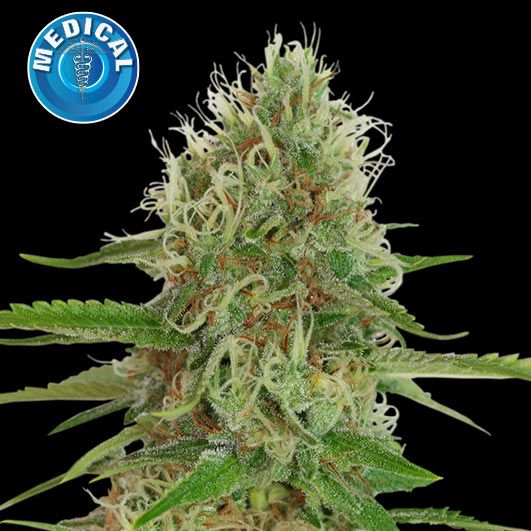 Dope Breeders - KERA SEEDS Medical White Widow Image