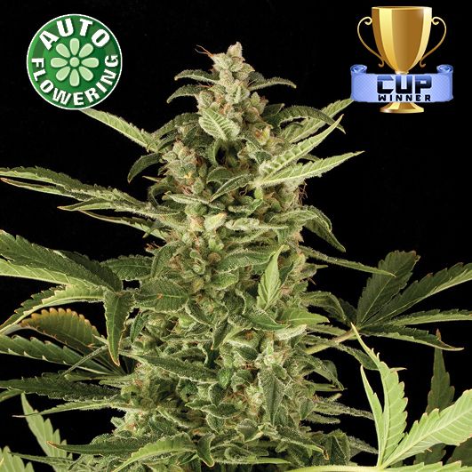 Dope Breeders - KERA SEEDS NLX Diamond Auto Image