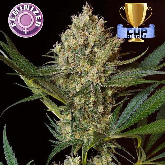 Dope Breeders - KERA SEEDS NLX Special Image