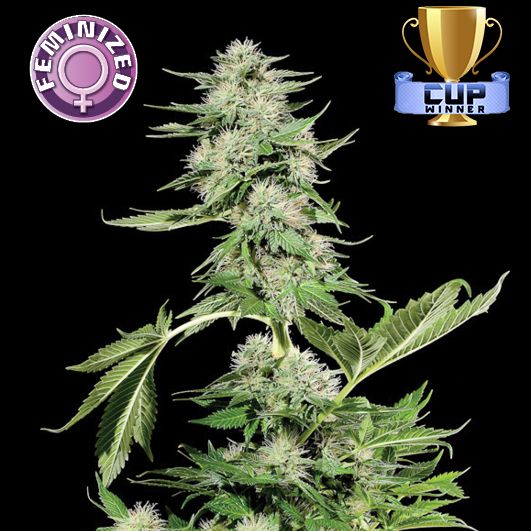 Dope Breeders - KERA SEEDS Northern Light Image