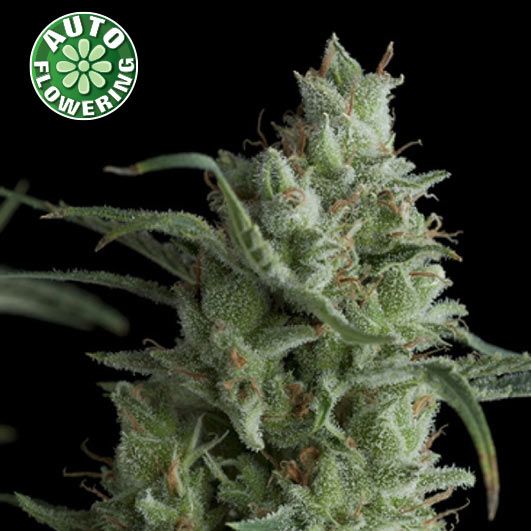 Dope Breeders - KERA SEEDS OG Kush Auto Image