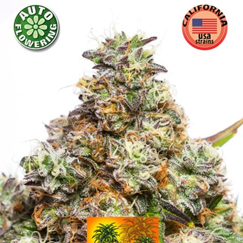 Dope Breeders - KERA SEEDS Pineapple Sativa Auto Image