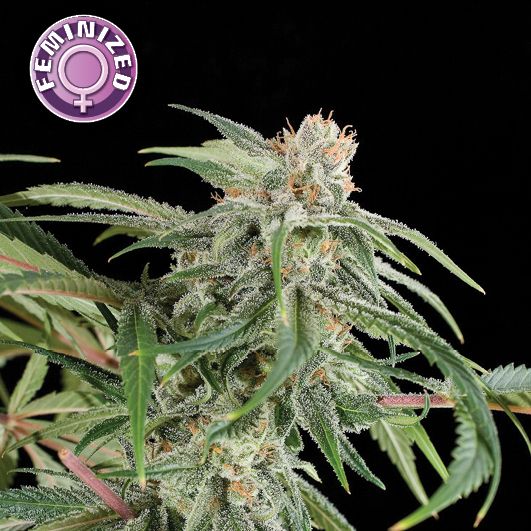 Dope Breeders - KERA SEEDS Premium Diesel Image