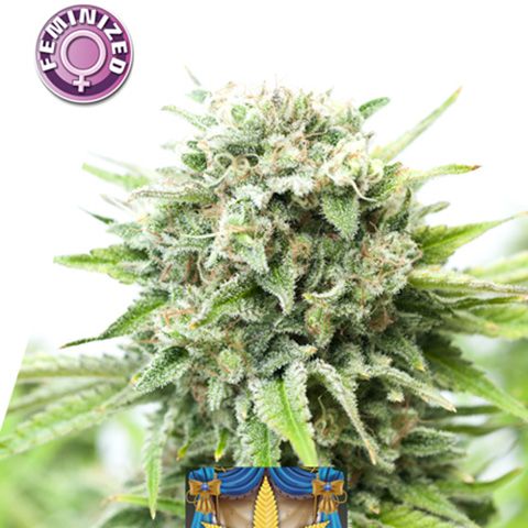 Dope Breeders - KERA SEEDS Royal Amnesia Gold Image