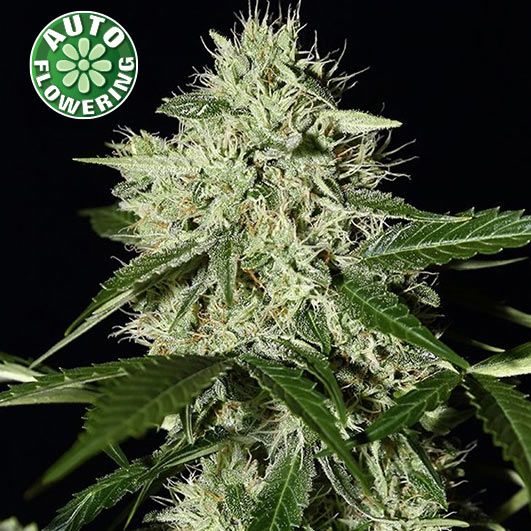 Dope Breeders - KERA SEEDS Royal Q Diamond Auto Image