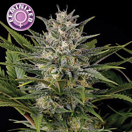 Dope Breeders - KERA SEEDS Royal Queen Diamond Image