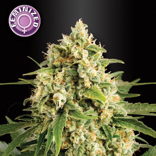 Dope Breeders - KERA SEEDS Skunk Image