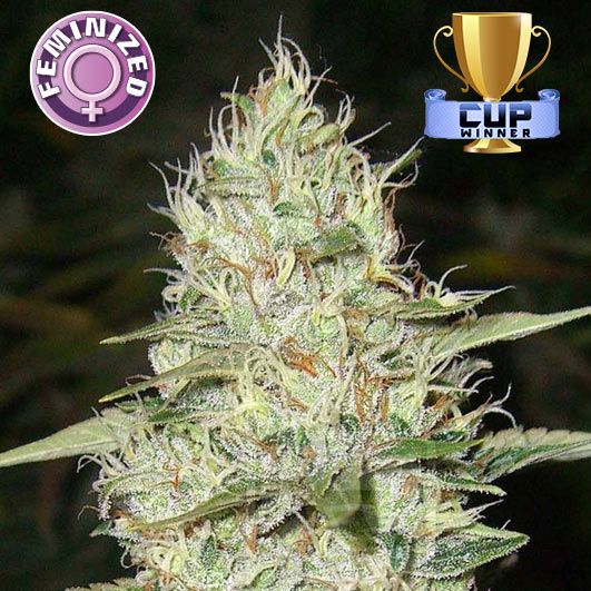 Dope Breeders - KERA SEEDS Super Silver Haze Image