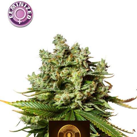 Dope Breeders - KERA SEEDS Tangerine Kush Image