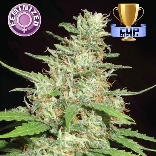 Dope Breeders - KERA SEEDS Top 44 Image