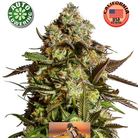 Dope Breeders - KERA SEEDS Venice Beach Afghan Auto Image