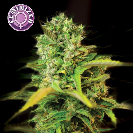 Dope Breeders - KERA SEEDS Venice Beach Afghan Image