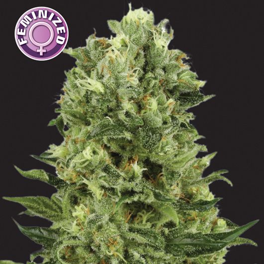 Dope Breeders - KERA SEEDS White Thunder Image