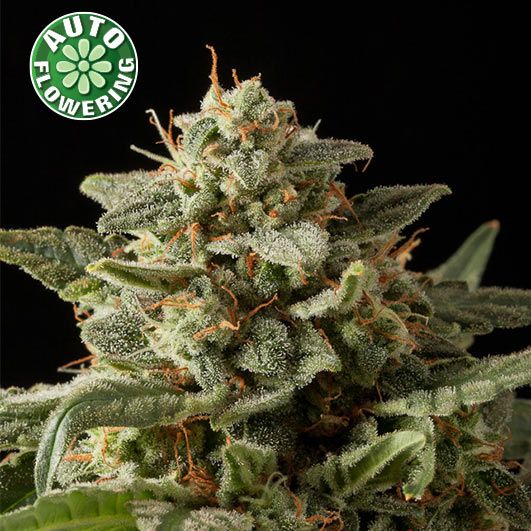 Dope Breeders - KERA SEEDS White Widow Auto Image