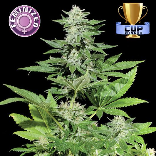 Dope Breeders - KERA SEEDS White Widow Image