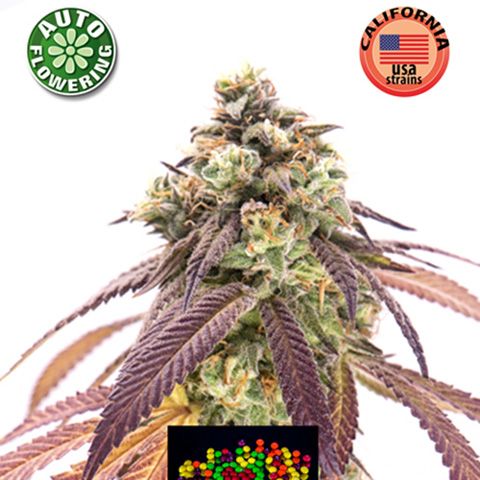 Dope Breeders - KERA SEEDS Zkittels Auto Image