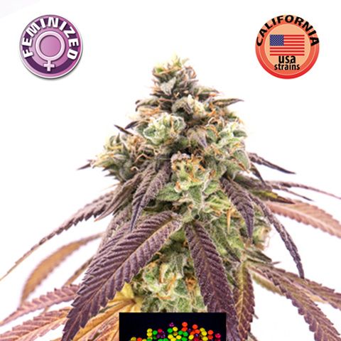 Dope Breeders - KERA SEEDS Zkittels Image