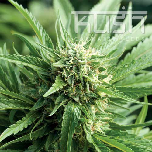 Dope Breeders - KUSH SEEDS Blueberry Kush Image