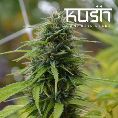 Dope Breeders - KUSH SEEDS Candyland Kush Image