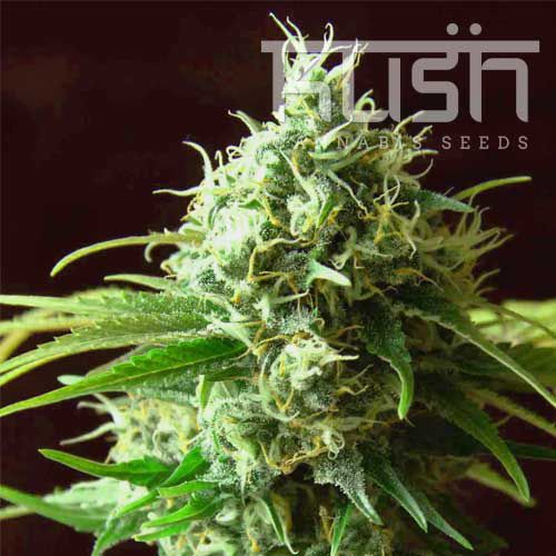 Dope Breeders - KUSH SEEDS Cheese Kush Image