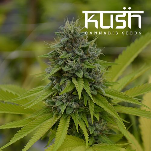 Dope Breeders - KUSH SEEDS Cookie Kush Image