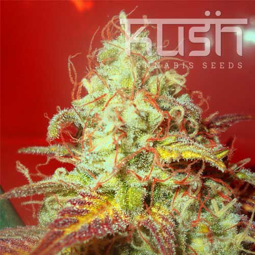 Dope Breeders - KUSH SEEDS Critical Kush Image