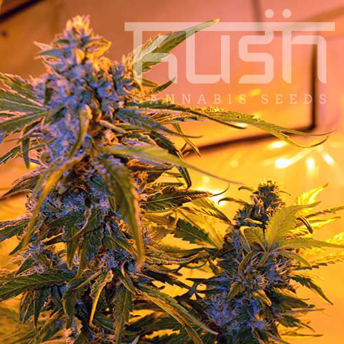 Dope Breeders - KUSH SEEDS Critical Kush Auto Image