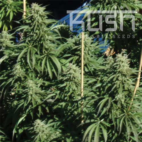 Dope Breeders - KUSH SEEDS Diesel Kush Image