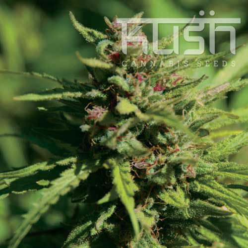 Dope Breeders - KUSH SEEDS Fire Kush Image