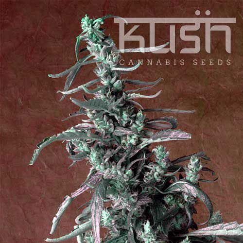 Dope Breeders - KUSH SEEDS Haze Kush Image