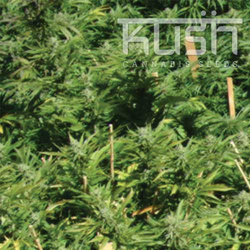 Dope Breeders - KUSH SEEDS Lemon Kush Image