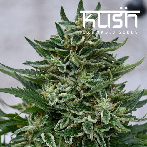 Dope Breeders - KUSH SEEDS OG Kush CBD Image