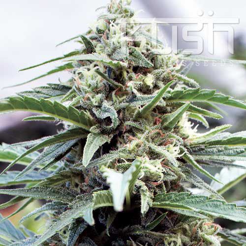 Dope Breeders - KUSH SEEDS OG Kush Image