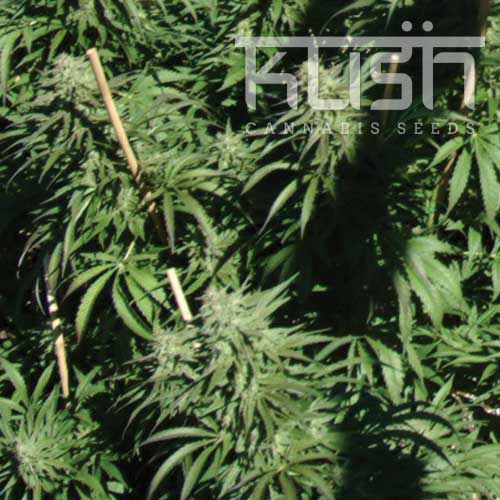 Dope Breeders - KUSH SEEDS Sour Kush Image