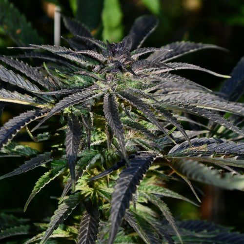 Dope Breeders - KUSH SEEDS Strawberry Banana Kush Image