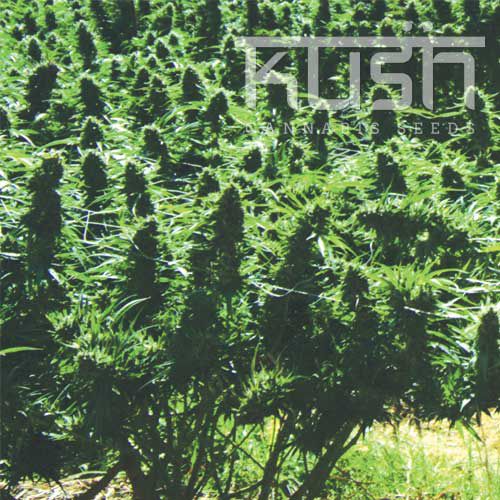 Dope Breeders - KUSH SEEDS Sweet Kush Image