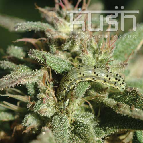 Dope Breeders - KUSH SEEDS White Kush Image