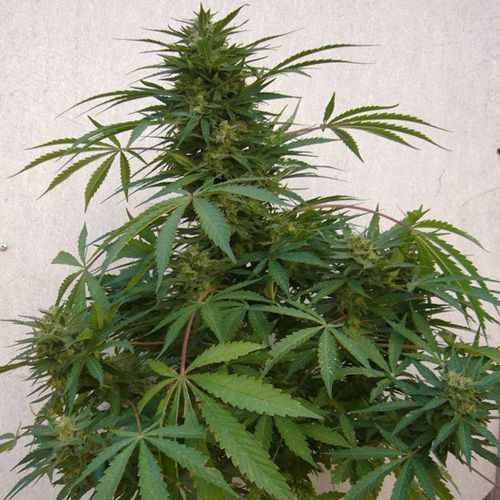 Dope Breeders - MANDALA SEEDS Far Out Image