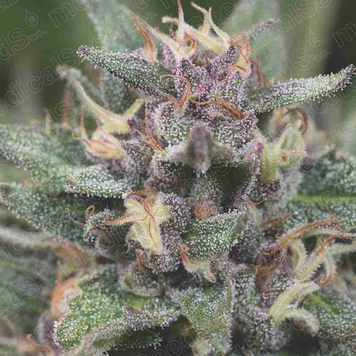 Dope Breeders - MEDICAL SEEDS Bluehell Auto Image