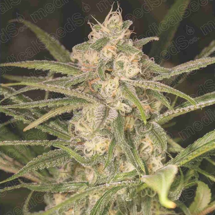 Dope Breeders - MEDICAL SEEDS No Name Auto Image