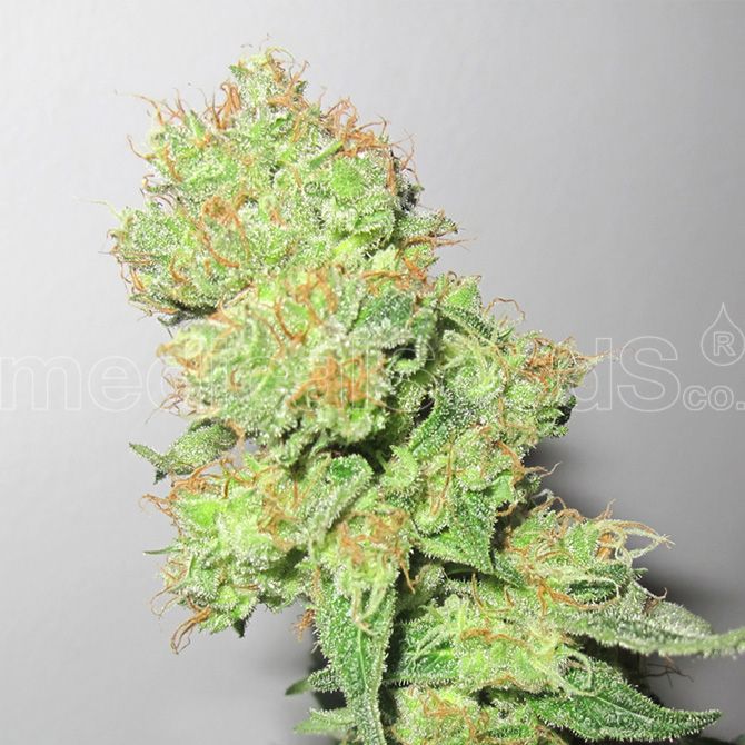 Dope Breeders - MEDICAL SEEDS Y Griega CBD Image