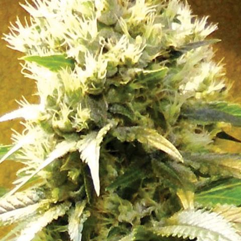 Dope Breeders - MEDICANN Afghani Image